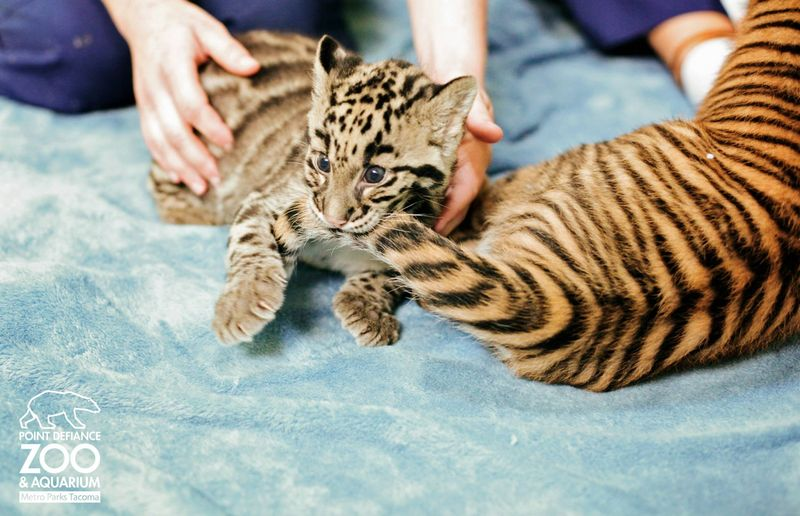 Illustration for article titled ZOMG NEW PICS OF BABY CLOUDED LEOPARD!!!